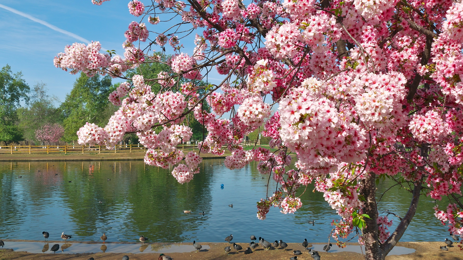 Lake with cherry blossoms